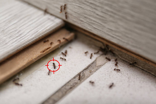 Best Pest Prevention Services  in East York, PA