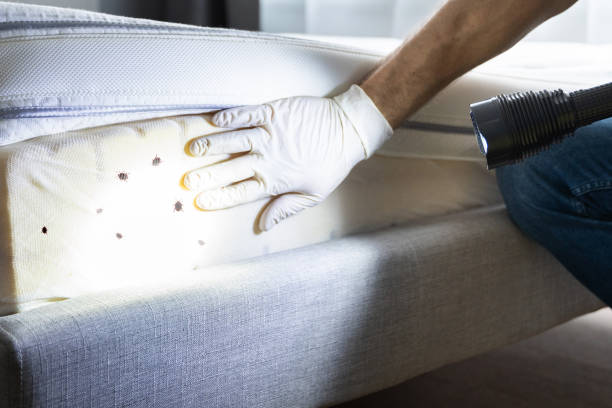 Best Mosquito Control Services  in East York, PA